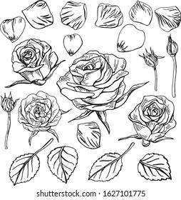  Hand-drawn roses, vector graphics.