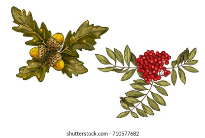 Hand-drawn rowan branch with red berries and oak leaves and acorns isolated on white background. Vector Illustration