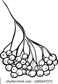 a hand-drawn Rowan cluster on a white background in the style of a Doodle. Rowan berries. Vector illustration.