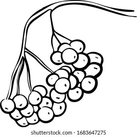 a hand-drawn Rowan cluster on a white background in the style of a Doodle. Rowan berries. Vector illustration.