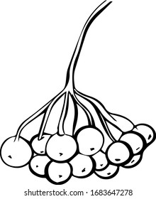 a hand-drawn Rowan cluster on a white background in the style of a Doodle. Rowan berries. Vector illustration.
