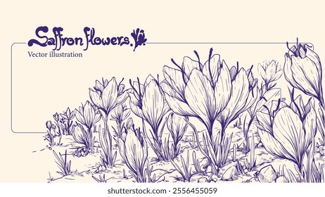 Hand-drawn saffron flowers in a classic style. Flower field. Crocus or saffron. Vector illustration