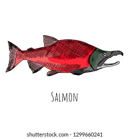 Hand-drawn salmon. Vector cartoon illustration. Isolated object on a white background.