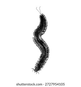 Hand-drawn sandworm vector illustration featuring a detailed, textured body with an organic, serpentine form. Perfect for fantasy themes, sci-fi concepts, desert creatures, mythical monsters, book covers, game assets, and dark surreal artwork.