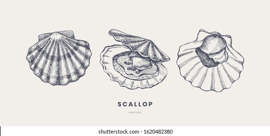 Hand-drawn scallops in different foreshortening vector illustration. Seashells in engraving style on a light background. Seafood. The menu design element of a fish restaurant, market or store.