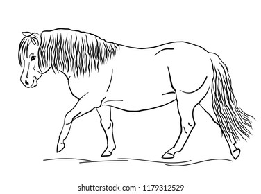 Hand-drawn Scottish pony.