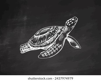 Hand-drawn sea turtle. Vector sketch illustration on chalkboard background. Sea collection. Engraved illustrations. Realistic sketches.