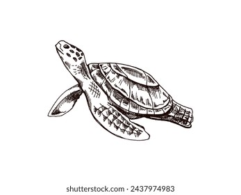 Hand-drawn sea turtle. Vector sketch illustration. Sea collection. Engraved illustrations isolated on white background. Realistic sketches.