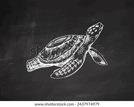 Hand-drawn sea turtle. Vector sketch illustration on chalkboard background. Sea collection. Engraved illustrations. Realistic sketches.