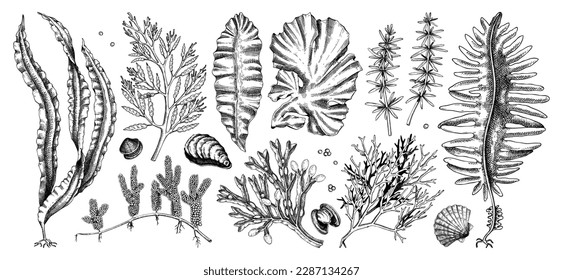 Hand-drawn sea vegetables - kelp, kombu, wakame, hijiki, nori, umi budo drawings. Edible seaweed sketches collection isolated on white background. Underwater algae vector. Healthy food illustration