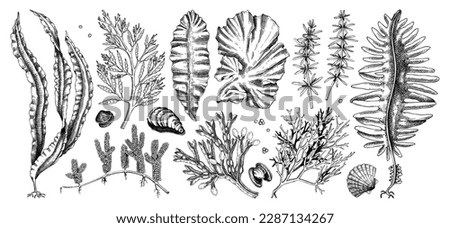 Hand-drawn sea vegetables - kelp, kombu, wakame, hijiki, nori, umi budo drawings. Edible seaweed sketches collection isolated on white background. Underwater algae vector. Healthy food illustration Zdjęcia stock © 