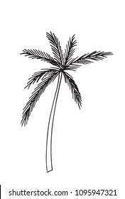 Hand-drawn seamless pattern with palm trees, isolated on white background. Abstract summer Vector illustration.