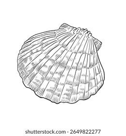 Gravura de concha desenhada à mão. Concha do mar gravada em estilo vintage. Coleção náutica de arte linear. Projeto marinho preto e branco. ilustração vetorial.