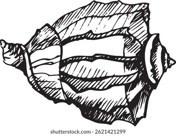Ilustração de concha desenhada à mão em estilo de gravura vintage. Esboço de molusco marinho preto e branco perfeito para decoração náutica, design com tema de praia ou arte de tatuagem.
