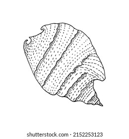 Hand-drawn seashell spiral with a texture of many dots.