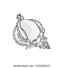 Hand-drawn seashell spiral with a texture of many dots.