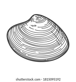 Handgezeichnete Muscheln. Eine leere, geschlossene, flache, ovale feste Muschel oder Schnecke. Skizzenstil, gravierte Zeichnung. Schwarz-Weiß-Illustration einzeln auf weißem Hintergrund.