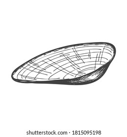 Hand-drawn seashells. An empty, closed, flat, oval solid shell of a mollusc or snail. Sketch style, engraved drawing. Black and white illustration isolated on a white background.