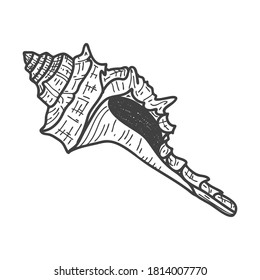 Hand-drawn seashells. Empty spiral solid shell of a clam or snail. Sketch style, engraved drawing. Black and white illustration isolated on a white background