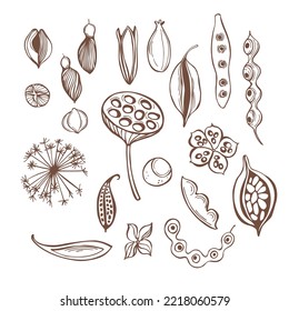 Hand-drawn seedpods. Vector sketch  illustration.