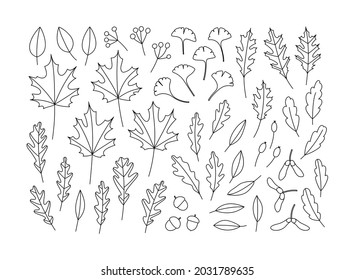 Hand-drawn set of autumn leaves. Ginko leaves, red oak, white oak, maple, elm, maple seeds, berries, acorn. Concept of fall, autumn, nature, forest plants, tree foliage. Vector illustration. Line art.