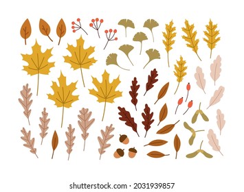 Hand-drawn set of autumn leaves. Ginko leaves, red oak, white oak, maple, elm, maple seeds, berries, acorn. Concept of fall, autumn, nature, forest plants, tree foliage. Colored vector illustration. 