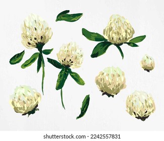 Hand-drawn set of blooming white clover with green leaves