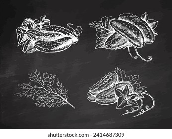 A hand-drawn set of cucumbers and dill  in sketch style. Vector vegetables on chalkboard background. Vintage doodle illustration. Sketch for cafe menus and labels. The engraved image. Harvesting.