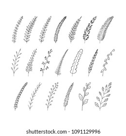 Hand-drawn set of decorative elements for design. A variety of branches with different leaves. Vector illustration. 