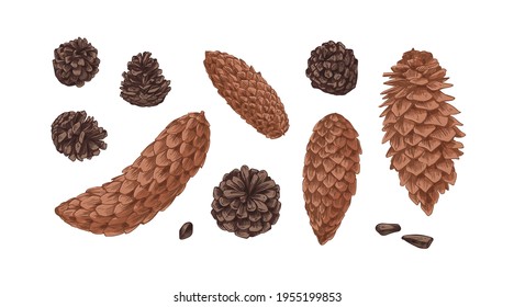 Hand-drawn set with different cones of coniferous fir, spruce and pine trees isolated on white background. Realistic pinecones of conifer plants. Colored botanical vector illustration.