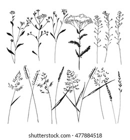 Hand-drawn set of field herbs. Vector