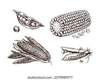 A hand-drawn set of green peas and corn cobs in sketch style. Vector  vegetables. Vintage doodle illustration. Sketch for cafe menus and labels. The engraved image. Harvesting.