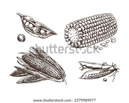 A hand-drawn set of green peas and corn cobs in sketch style. Vector  vegetables. Vintage doodle illustration. Sketch for cafe menus and labels. The engraved image. Harvesting.