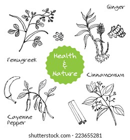 Handdrawn Set - Health and Nature. Collection of Medicine Herbs. Fenugreek, Ginger, Cayenne pepper, Cinnamomum. Kitchen herbs and spices. Vector illustration