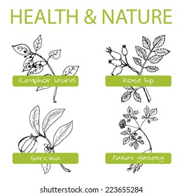 Handdrawn Set - Health and Nature. Collection of Medicine Herbs. Camphor laurel, Rose hip, Garcinia,  Panax ginseng