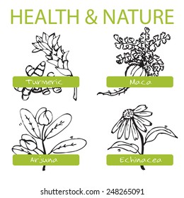 Handdrawn Set - Health and Nature. Collection of Medicine Herbs. Natural Supplements. Turmeric, Maca, Arjuna, Echinacea