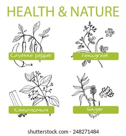 Handdrawn Set - Health and Nature. Collection of Medicine Herbs. Natural Supplements. Cayenne pepper, Fenugreek, Cinnamomum, Ginger 