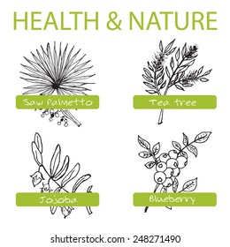 Handdrawn Set - Health and Nature. Collection of Medicine Herbs. Natural Supplements. Saw palmetto, Tea tree, Blueberry, Jojoba 