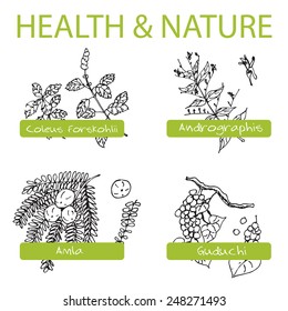 Handdrawn Set - Health and Nature. Collection of Medicine Herbs.  Natural Supplements. Coleus forskohlii, Andrographis, Guduchi, Amla