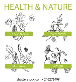 Handdrawn Set - Health and Nature. Collection of Medicine Herbs.  Natural Supplements. Bitter melon, Holy Basil, Mucuna, Ginkgo