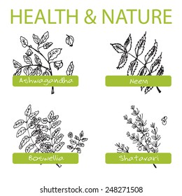 Handdrawn Set - Health and Nature. Collection of Medicine Herbs. Natural Supplements. Neem, Boswellia, Shatavari, Ashwagandha 