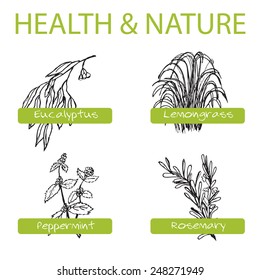 Handdrawn Set - Health And Nature. Collection Of Medicine Herbs. Labels For Essential Oils And Natural Supplements. Lemongrass, Eucalyptus, Peppermint, Rosemary