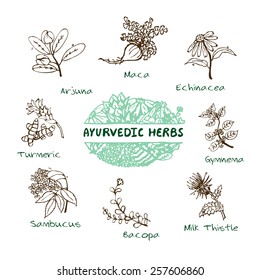 Handdrawn Set - Health and Nature. Collection of Ayurvedic Herbs. Natural Supplements. Turmeric, Maca, Arjuna, Echinacea, Gymnema, Bacopa, Sambucus, Milk Thistle