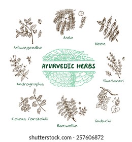 Handdrawn Set - Health and Nature. Collection of Ayurvedic Herbs. Natural Supplements. Coleus forskohlii, Andrographis, Guduchi, Amla, Neem, Boswellia, Shatavari, Ashwagandha 