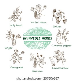 Handdrawn Set - Health and Nature. Collection of Ayurvedic Herbs. Natural Supplements. Bitter melon, Holy Basil, Mucuna, Ginkgo, Cayenne pepper, Fenugreek, Cinnamomum, Ginger  