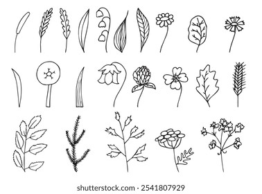 Conjunto de hierbas, plantas, ramitas y flores silvestres dibujado a mano.