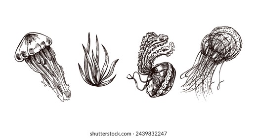 Hand-drawn set of jellyfish and algae. Vector sketch illustration. Sea collection. Engraved illustrations isolated on white background.	