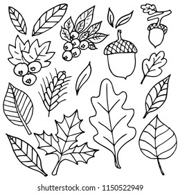 Handdrawn Set Leaves Berries Acorns Vector Stock Vector (Royalty Free ...