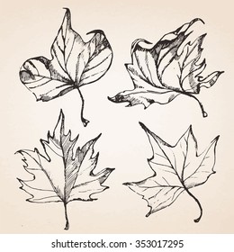 Hand-drawn set of leaves. Vector elements.