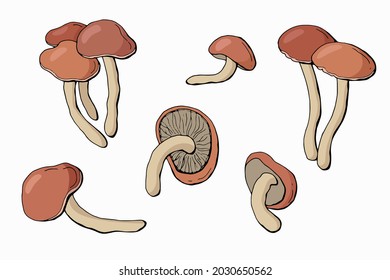 Hand-drawn set of mushrooms honey agarics. White background, isolate. Vector illustration.